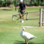 Gran torneo del Circuito Ladies in Golf & Cope Marbella en El Para&iacute;so, Revista de Golf para Mujeres, Ladies In Golf